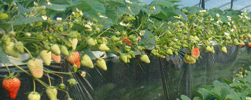 草莓灰霉病特效药