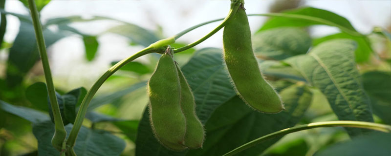 东升6大豆品种介绍