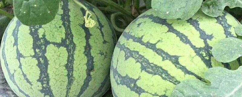 美都西瓜有几个品种