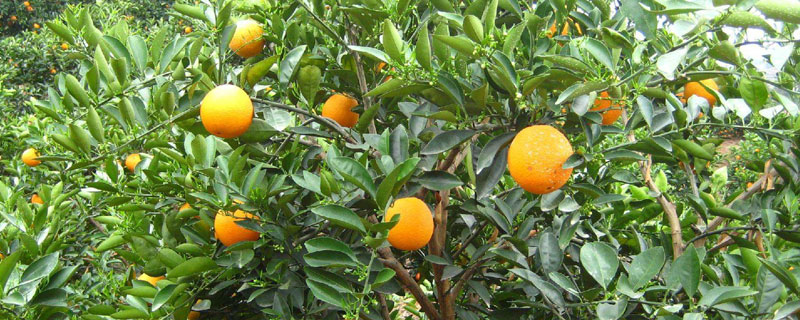 脐橙种植间距