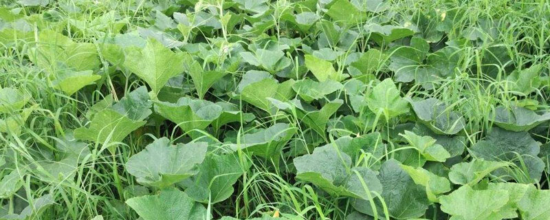 立春后种植什么蔬菜