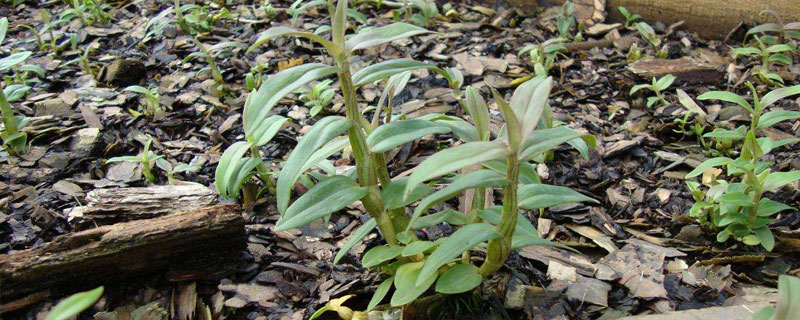 特色养殖种植项目