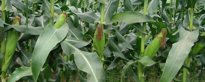 yf3240玉米种介绍