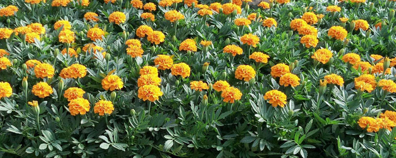 花卉种植技术在哪里学