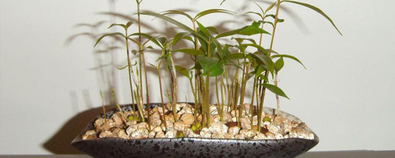龙眼子的种植方法