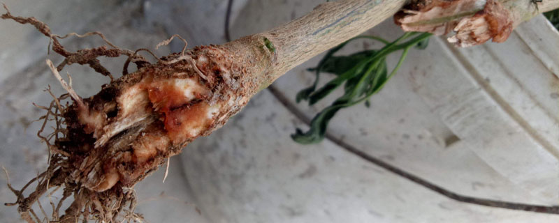 番茄根腐病特效药