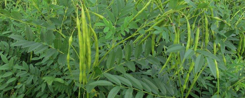 药材种植品种有哪些
