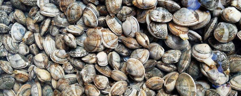 各种海鲜养殖方法