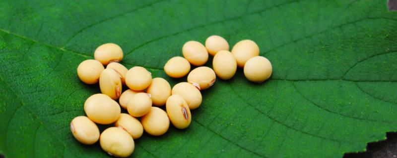 东升3大豆品种介绍