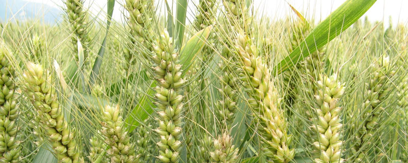 小麦除草温度低能用吗