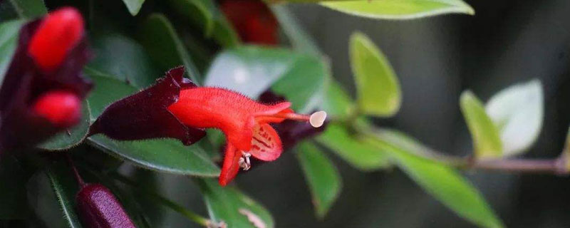 芒毛苣苔的养殖方法