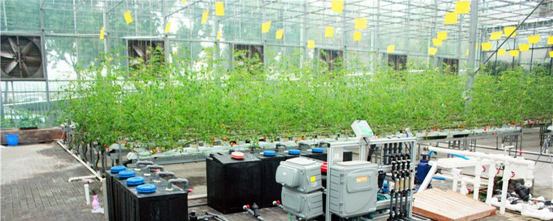 沙培蔬菜种植技术