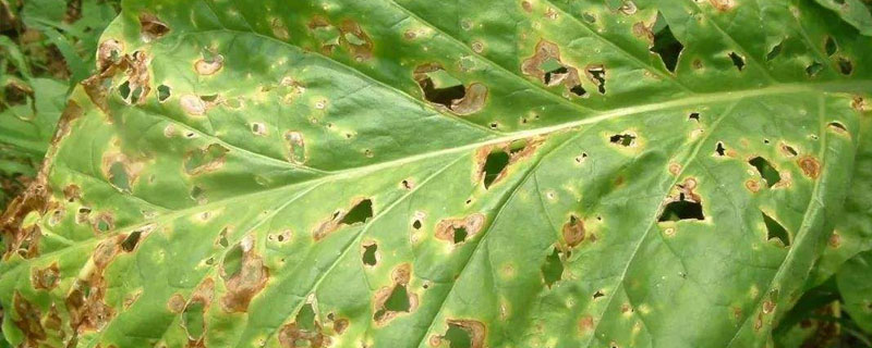 烟草气候斑病症状