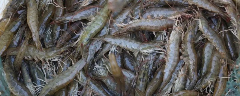 纯淡水养殖南美白对虾技术