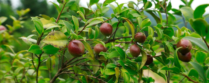 油茶知识及种植
