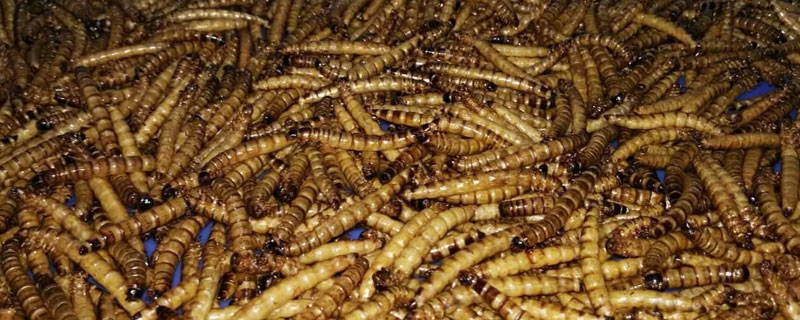 一斤黄粉虫养殖成本