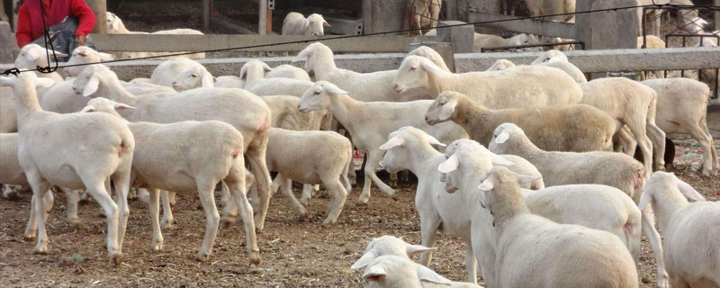 养殖羊国家补贴