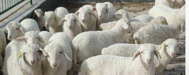 育肥羊的养殖方法
