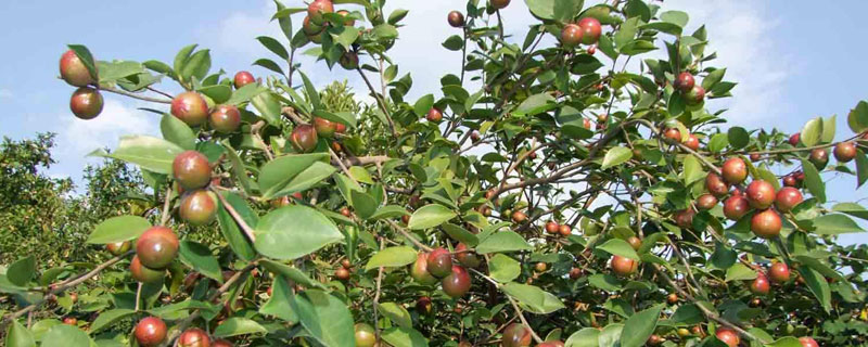 油茶种植密度