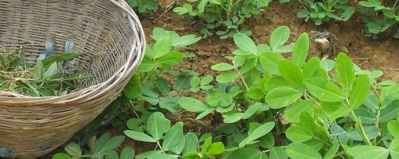 花生苗后除草剂有哪些