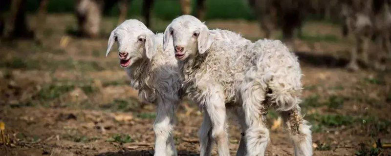 母羊一年两胎的方法