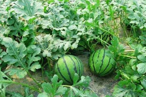 西瓜高产高效种植技术