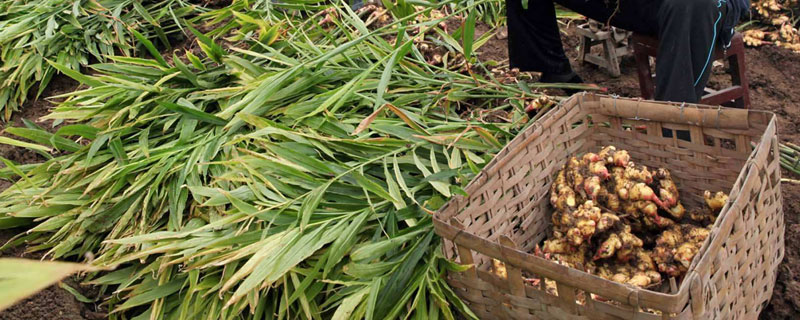 生姜亩产万斤高产种植方法