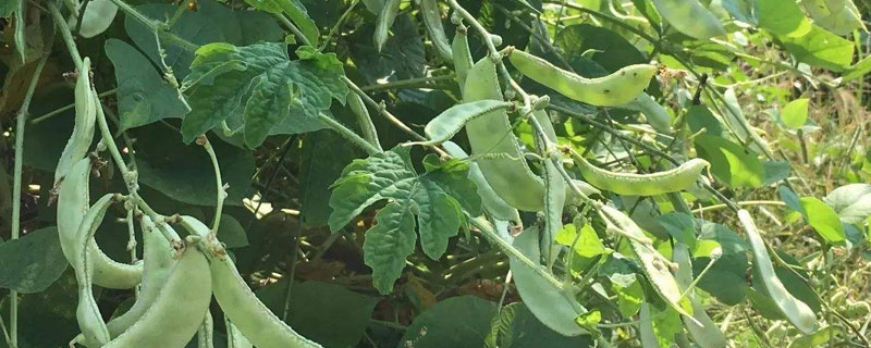 适合春天种植的农作物有哪些