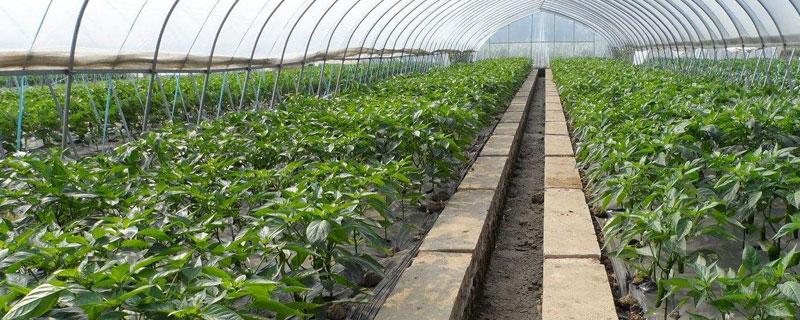 反季节大棚蔬菜种植