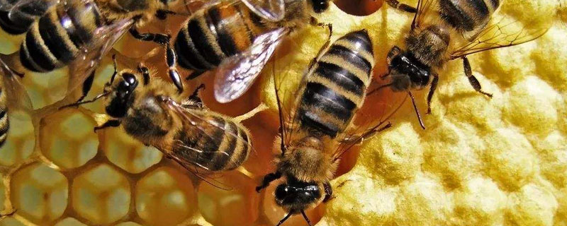 密蜂养殖技术