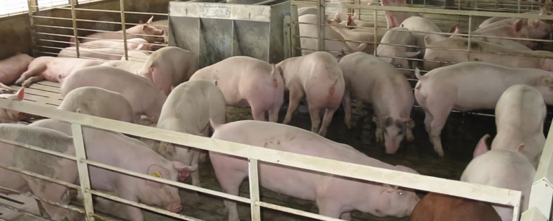 养猪简单教程