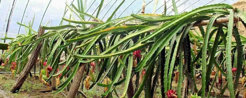 北方火龙果树种植方法