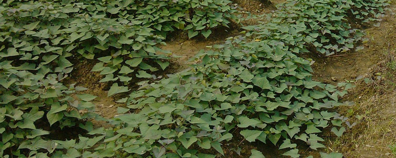 红薯载蓓方法