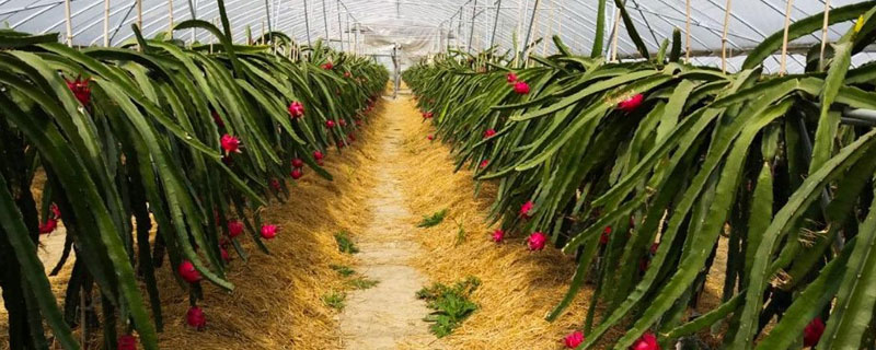 火龙果种植方法