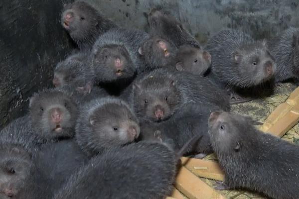 竹鼠养殖技术