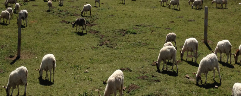 养羊喂什么草料