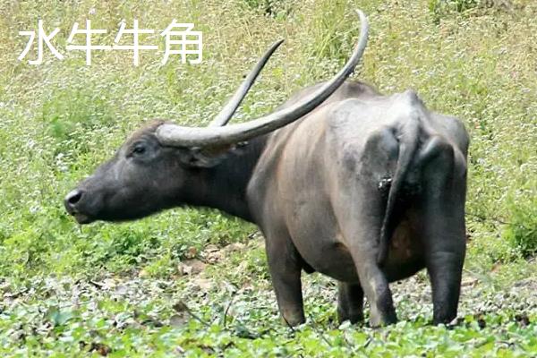黄牛角和水牛角的区别