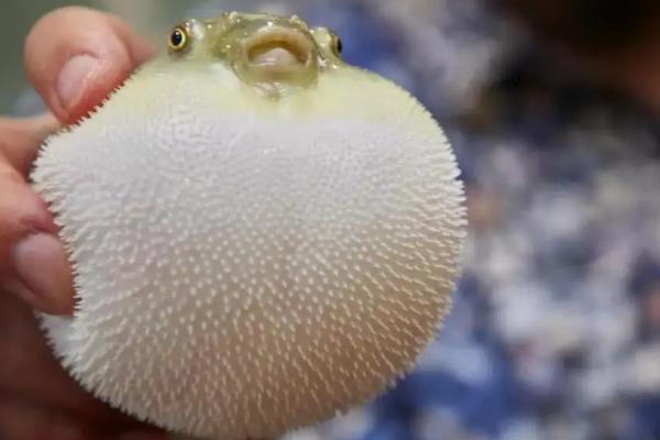 河豚天敌是什么动物