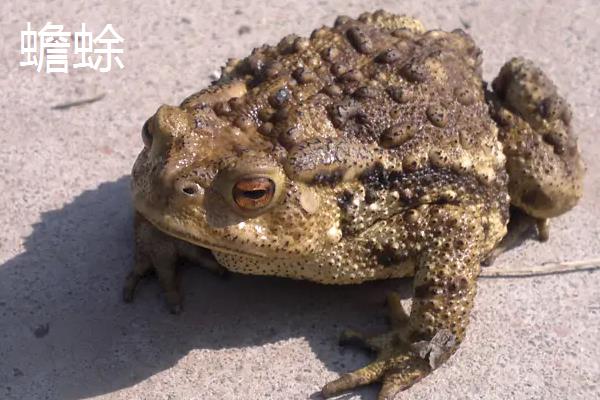 牛蛙青蛙赖蛤蟆的区别