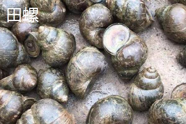 田螺和蜗牛的区别