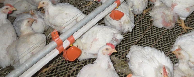 鸡人工授精技术的基本环节和技术要点是什么