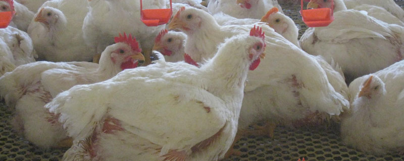 肉鸡最小通风量计算公式是什么