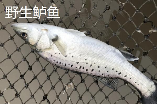 野生鲈鱼和养殖的区别