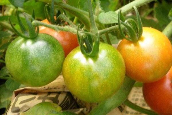 西红柿里面长蛆怎么防治