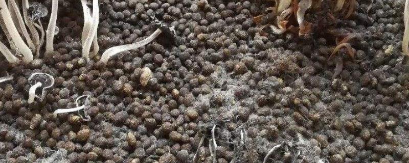 兔粪发酵几天腐熟