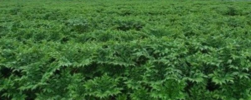 魔芋苗在什么季节移栽最适合