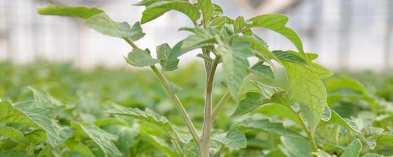 番茄苗可以嫁接到什么植物上