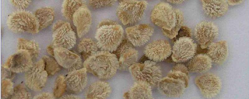番茄留种子为什么要发酵
