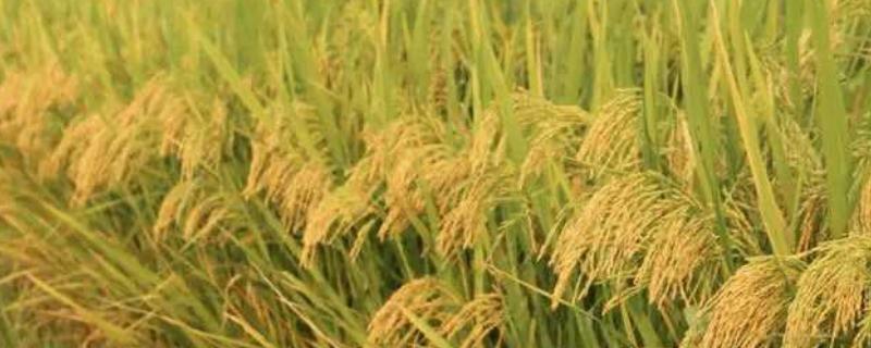 硅肥在水稻的作用及使用方法