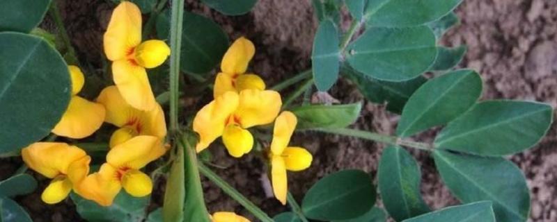 花生花期管理技术要点